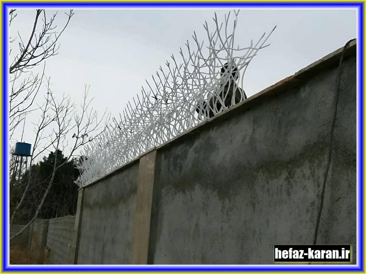 حفاظ شاخ گوزنی و امنیت دیوارها