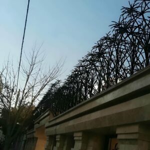 حفاظ نخل مرداب