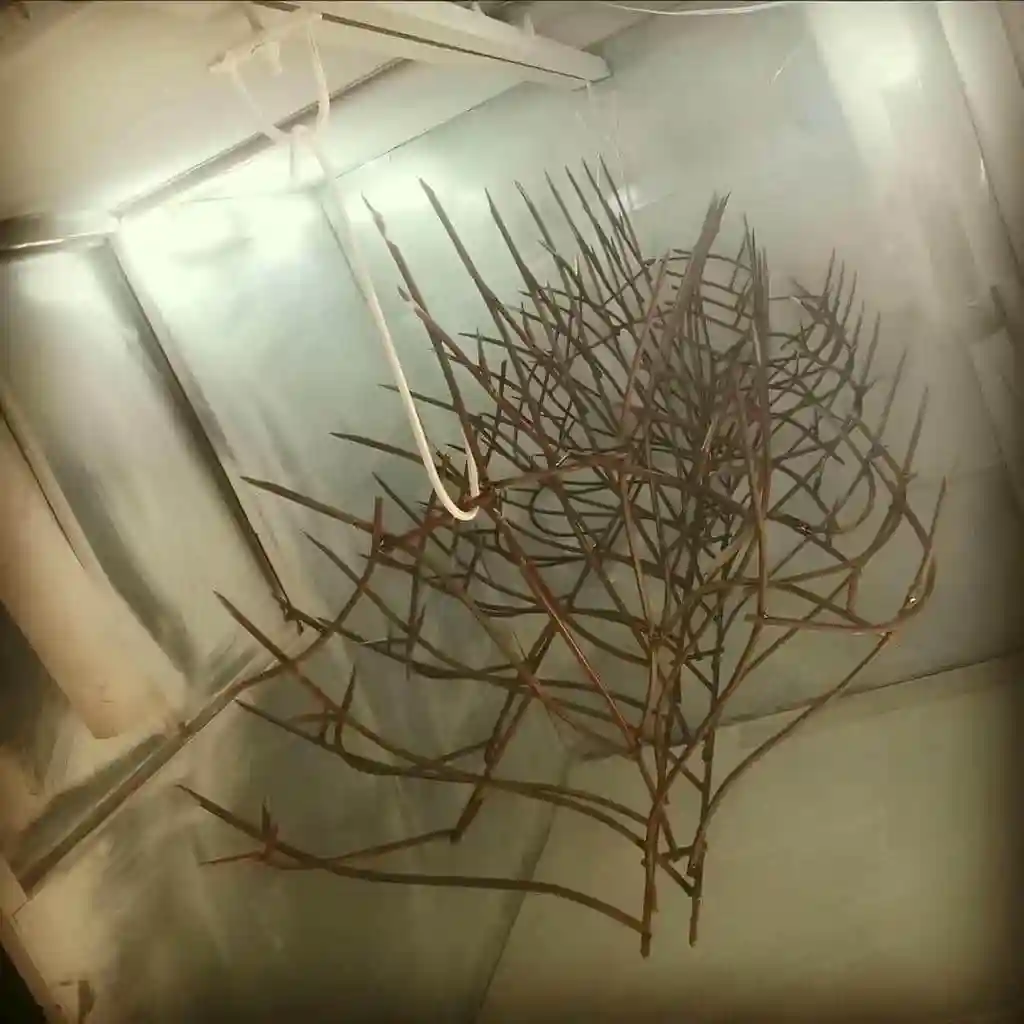 قیمت حفاظ شاخ گوزنی