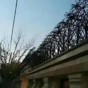 حفاظ نخل مرداب