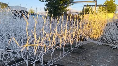 حفاظ شاخ گوزنی در مهرشهر کرج