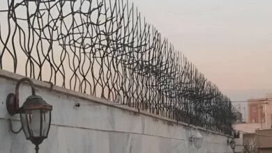 حفاظ شاخ گوزنی در سقز