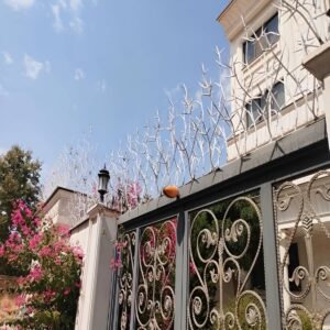 حفاظ شاخ گوزنی در نظرآباد