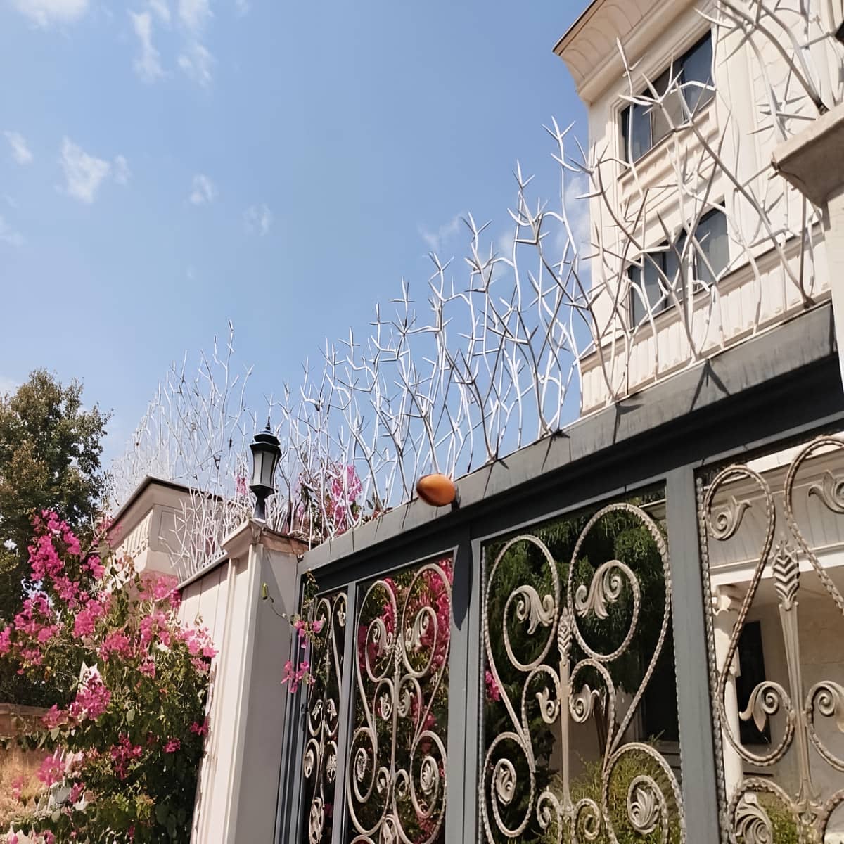 حفاظ شاخ گوزنی در نظرآباد حفاظ شاخ گوزنی در نظرآباد