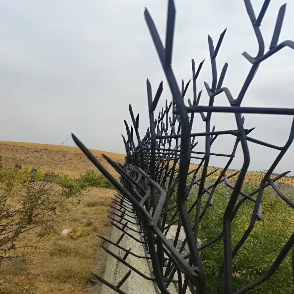 حفاظ شاخ گوزنی در عظیمیه کرج