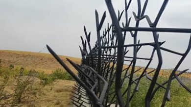 حفاظ شاخ گوزنی در عظیمیه کرج