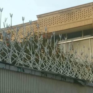 حفاظ شاخ گوزنی در فیروزکوه