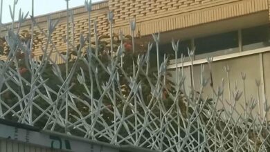 حفاظ شاخ گوزنی در فیروزکوه