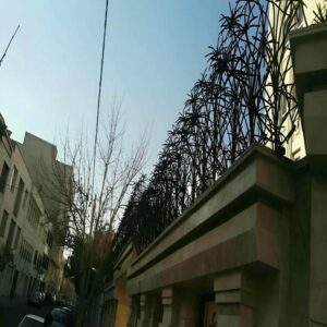 حفاظ شاخ گوزنی در محمدشهر