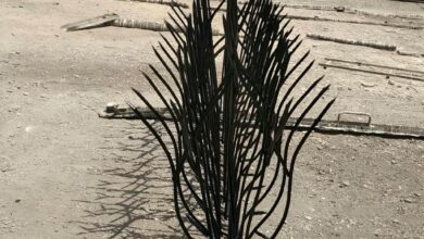حفاظ شاخ گوزنی در اشتهارد