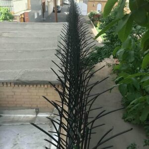 حفاظ شاخ گوزنی در سبزوار