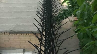 حفاظ شاخ گوزنی در سبزوار