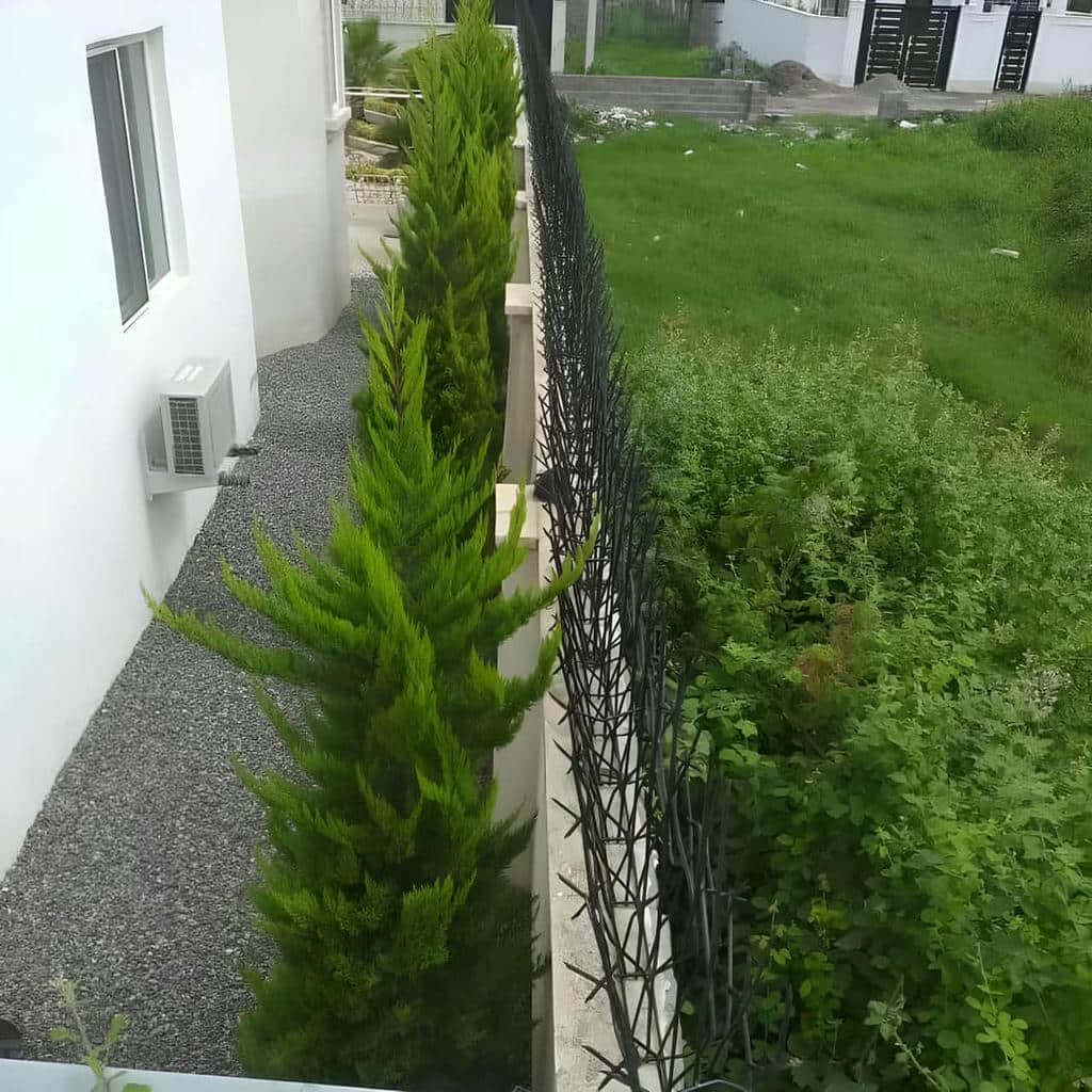 خرید حفاظ شاخ گوزنی ساحلی در محمودآباد