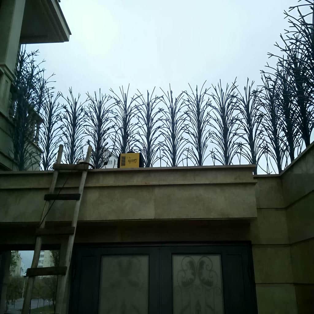 حفاظ شاخ گوزنی در ساوه