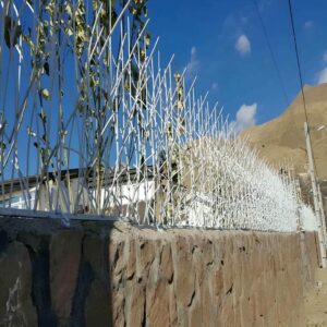 حفاظ شاخ گوزنی در بومهن