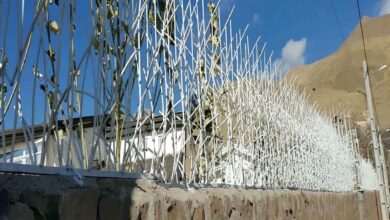 حفاظ شاخ گوزنی در بومهن