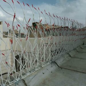 حفاظ شاخ گوزنی در نوشهر