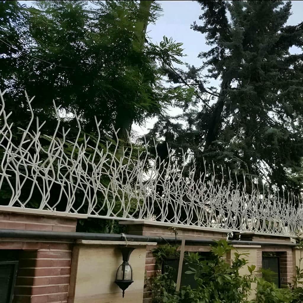حفاظ شاخ گوزنی در قزوین