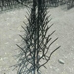 حفاظ شاخ گوزنی در رفسنجان