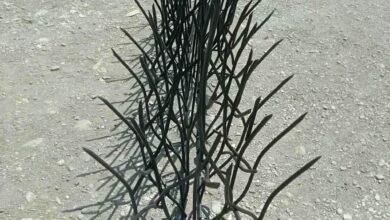 حفاظ شاخ گوزنی در رفسنجان