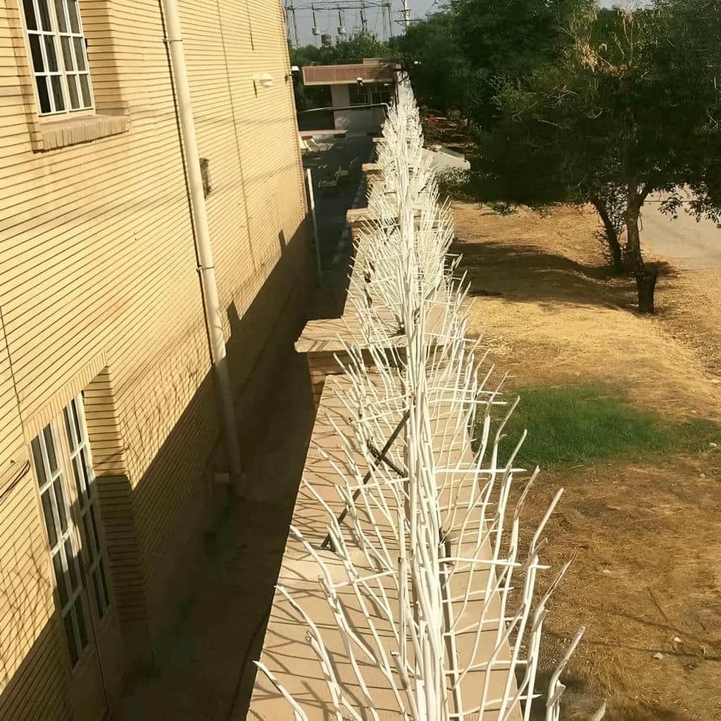 حفاظ شاخ گوزنی در کرمان