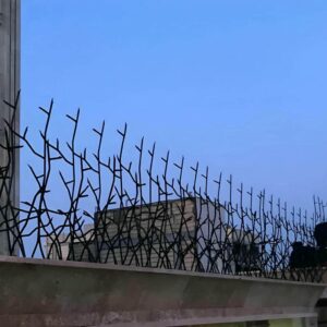 حفاظ شاخ گوزنی در کردان