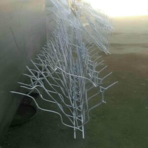 حفاظ شاخ گوزنی در فردیس کرج