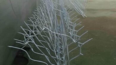 حفاظ شاخ گوزنی در فردیس کرج