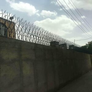 حفاظ شاخ گوزنی در تبریز