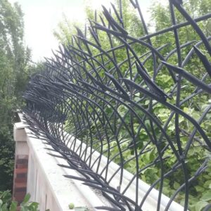 حفاظ شاخ گوزنی در بندرعباس