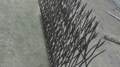 حفاظ شاخ گوزنی در بندر چابهار