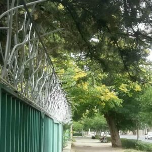 حفاظ شاخ گوزنی در کرج