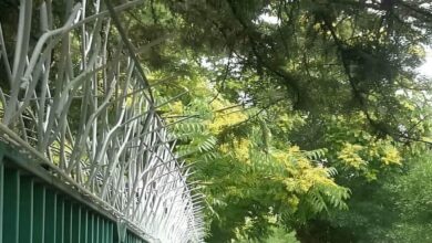 حفاظ شاخ گوزنی در کرج