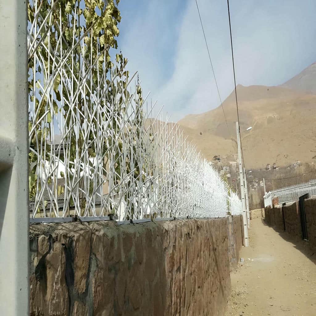 حفاظ شاخ گوزنی در سیرجان